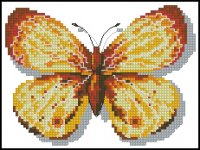 Бабочки, насекомые