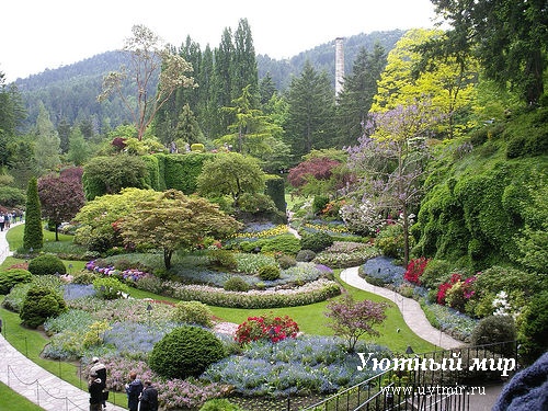 холмистый сад японский кустарник декоративный как сделать